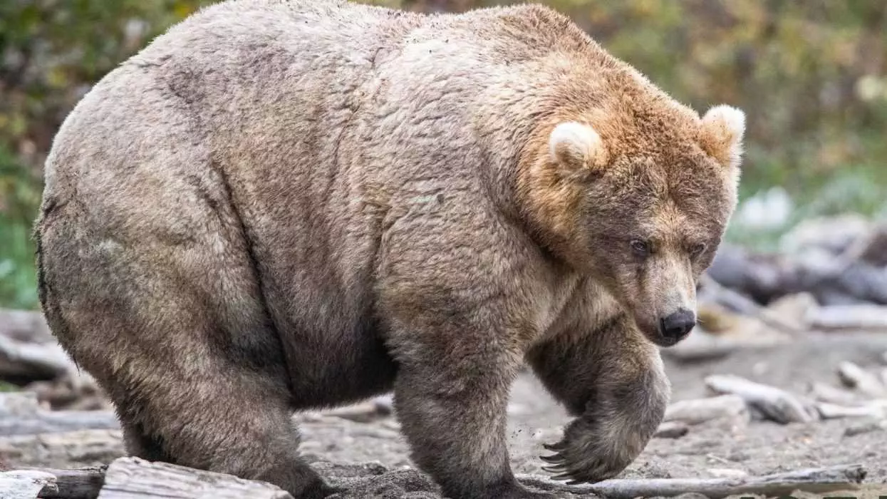 Funny Fat Bear