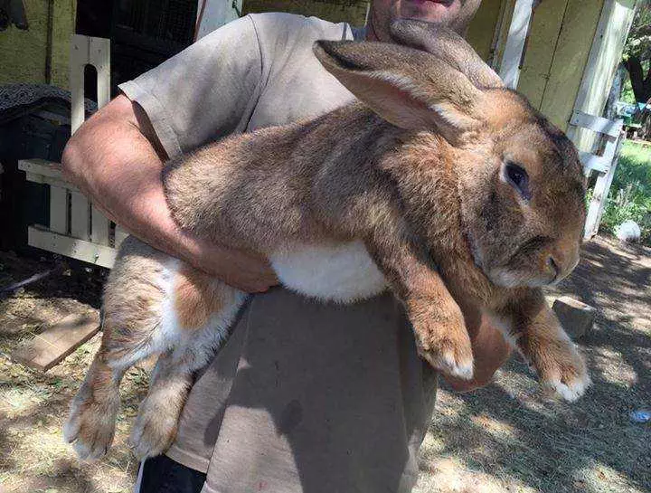 Funny Fat Rabbit