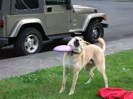 Funny Frisbee Fail