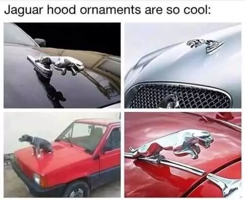 Funny Jaguar