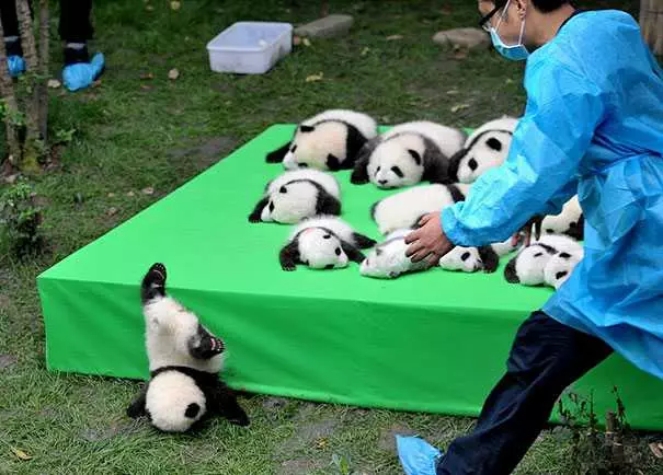 Funny Panda Fail