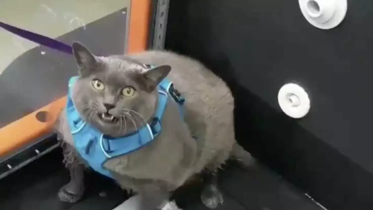Funny Russian Blue