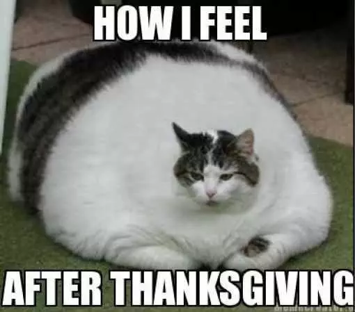 Funny Thanksgiving Fat Cat