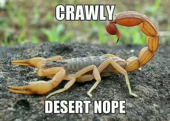 Animal Crawly Desert