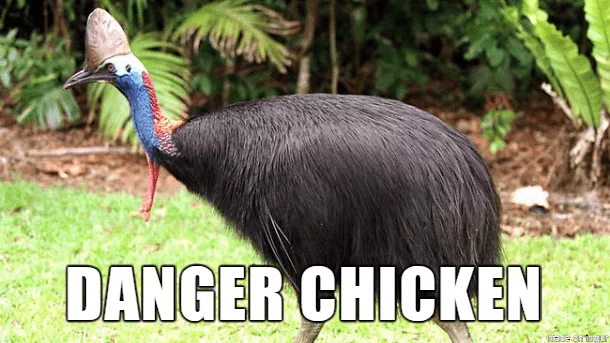 Animal Danger Chicken