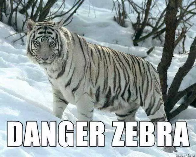 Animal Danger Zebra