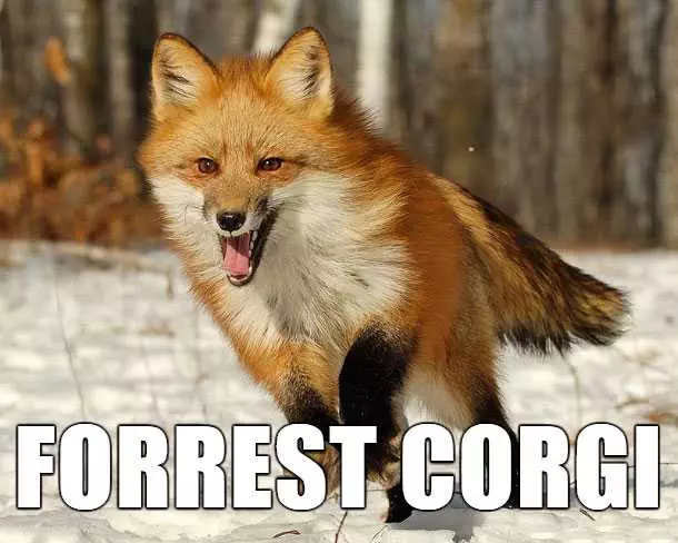 Animal Forrest Corgi