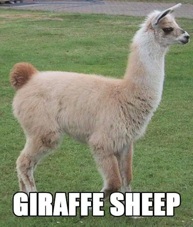 Animal Giraffe Sheep