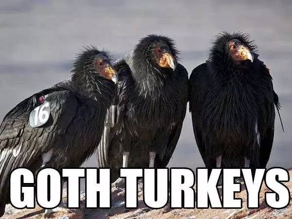Animal Goth Turkeys