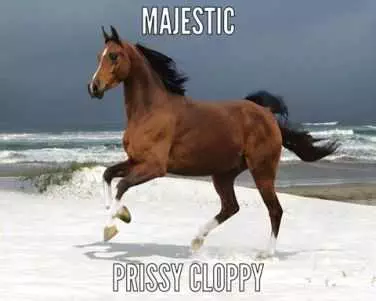 Animal Majestic Prissy