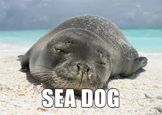 Animal Sea Dog