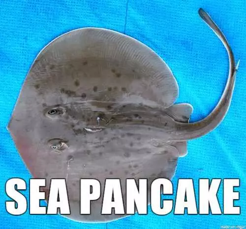 Animal Sea Pancake