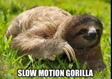 Animal Slow Motion Gorila