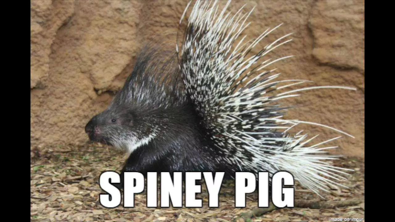 Animal Spiney Pig