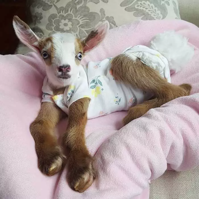 Baby-Goat-In-Pjs Baby Goat In Pjs