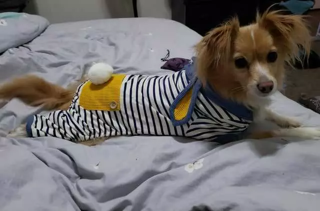 Dog-In-Pajamas Dog In Pajamas