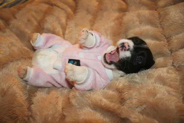 Dog Puppy In Pjs