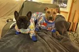 Dogs In Pjs