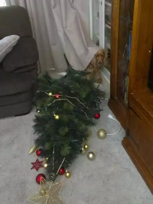 Fail Christmas Dog