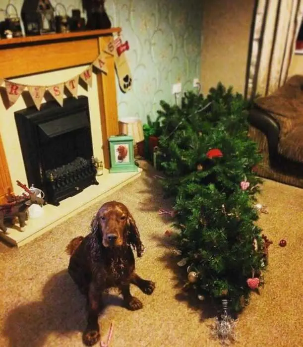 Fail-Christmas-Dog Fail Christmas Dog