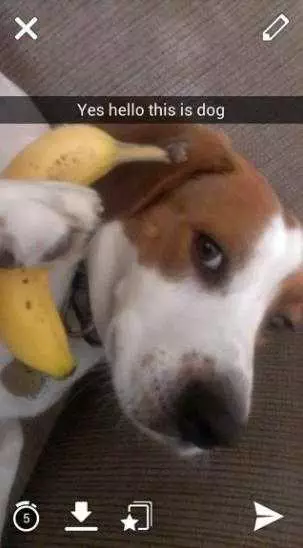 Funny Banana Dog