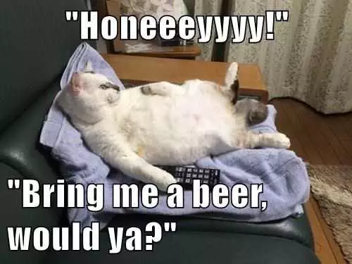 Funny Cat Beer