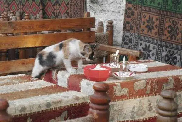 Funny-Cat-Climb-Table Funny Cat Climb Table