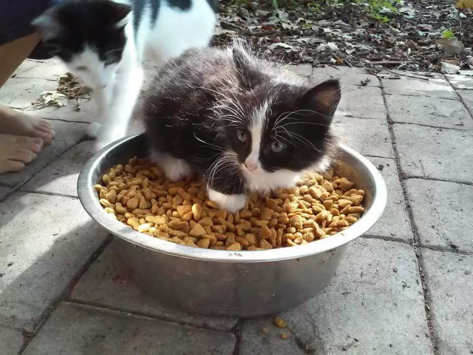 Funny Cat Food