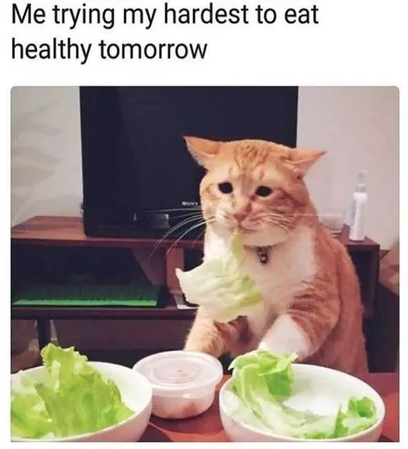 Funny Cat Lettuce