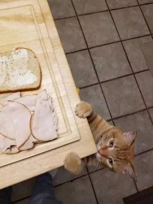 Funny Cat Steal Meat
