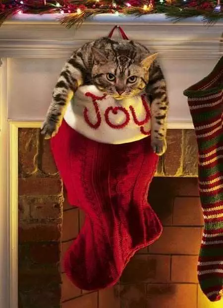 Funny Cat Stocking