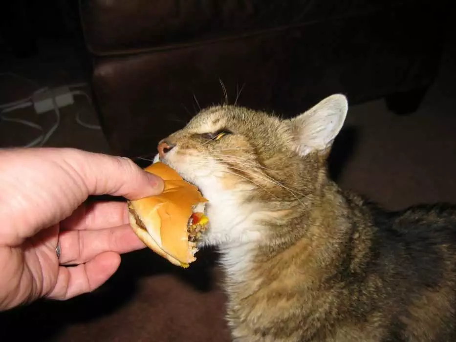 Funny Cat Taking Bite