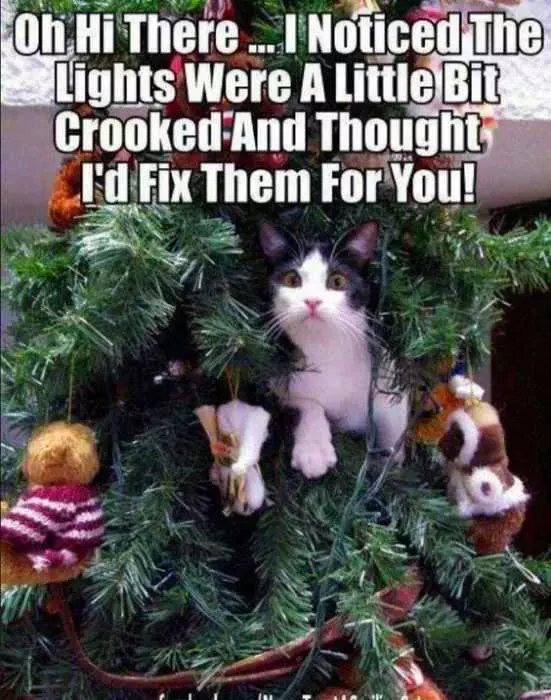 Funny Cat Tree Help