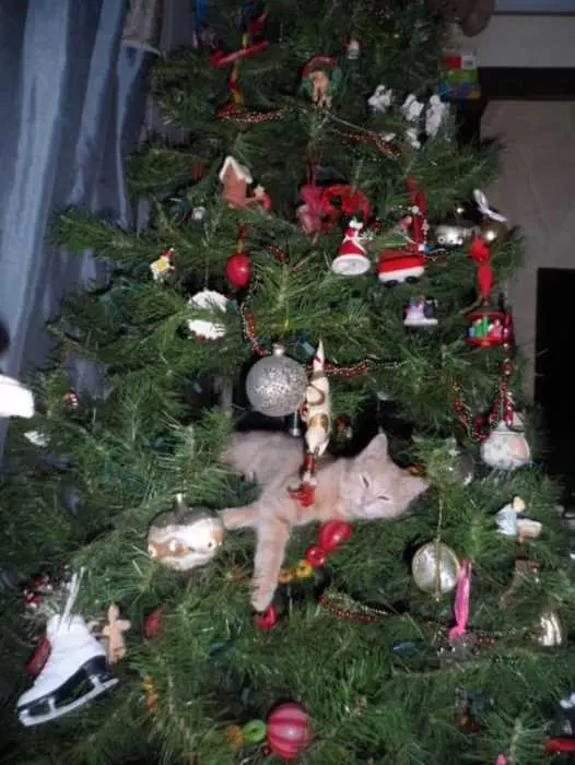 Funny Cat Tree Tree