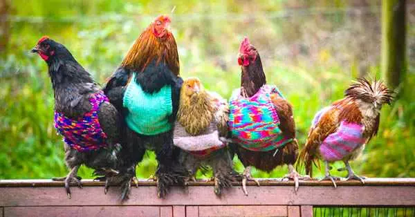 Funny Chickens Onesies
