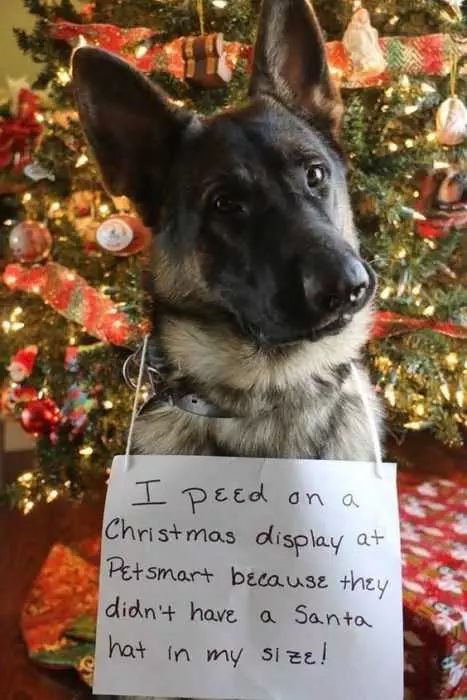Funny Christmas Petsmart