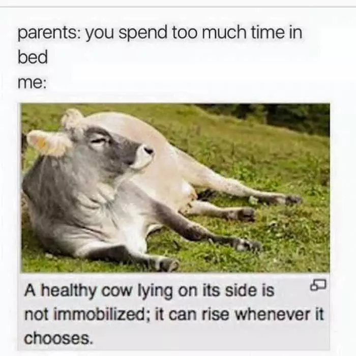 Funny Cow Lie