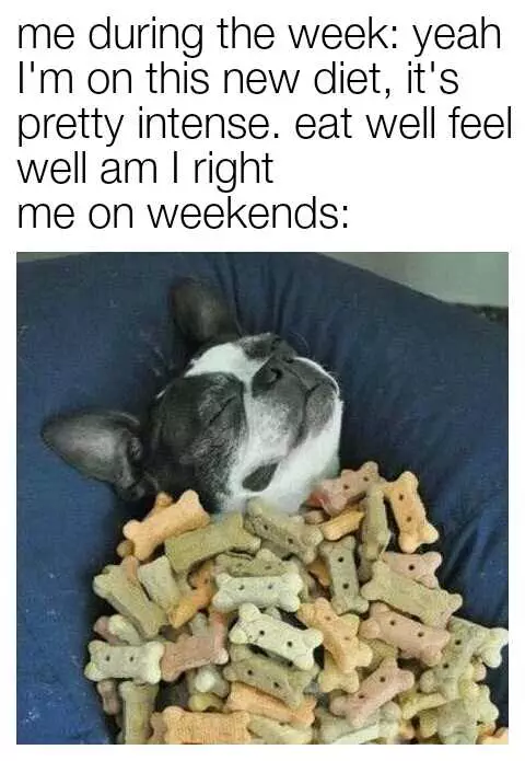 Funny Dog Biscuit Meme