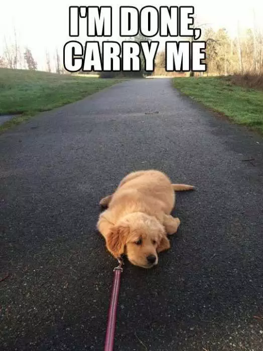 Funny Dog Carry Me
