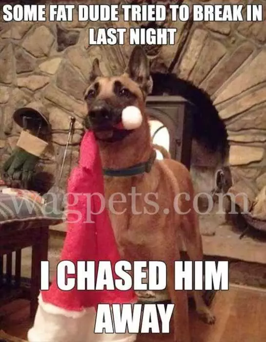 Funny Dog Chased