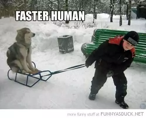 Funny Dog Faster