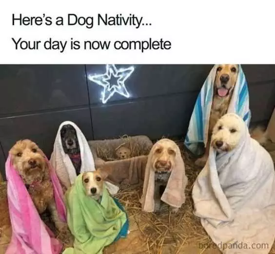 Funny Dog Nativity