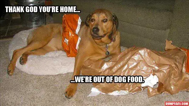 Funny-Dog-Out-Of-Food Funny Dog Out Of Food