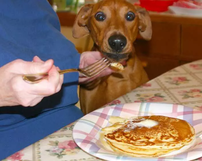 Funny Dog Pancakes