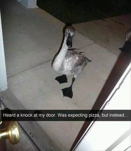 Funny Goose Door