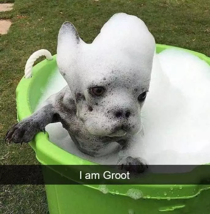 Funny I Am Groot