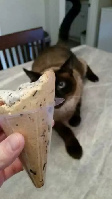 Funny Ice Cream Cat