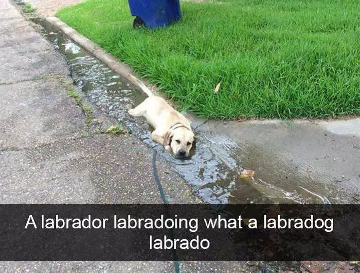 Funny Labrador Doing