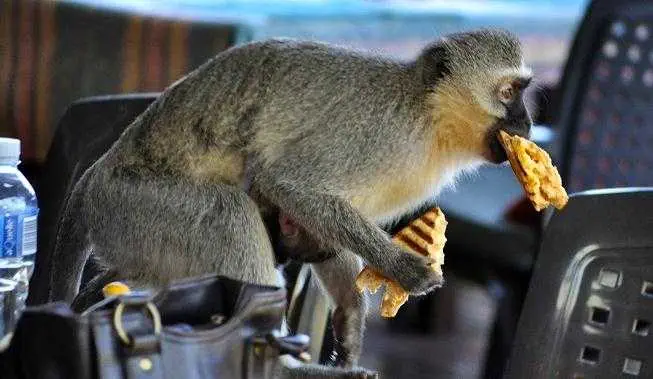 Funny-Monkey-Steals Funny Monkey Steals