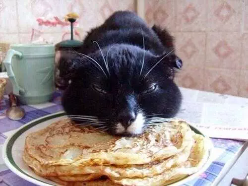 Funny Pancake Cat